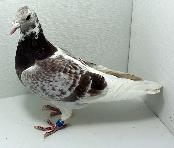 Band: 6844 IPB B 2025